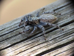 Menemerus semilimbatus