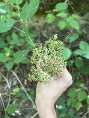 Hydrangea arborescens
