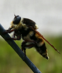 Mallophora bomboides