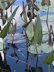 Pontederia cordata