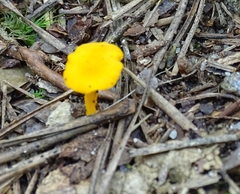 Cantharellus minor