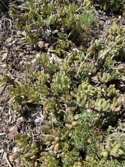 Malephora crocea