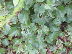 Vitis flexuosa