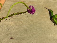 Anthracothorax nigricollis