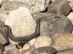 Serpentes