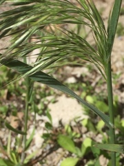 Bromus sterilis