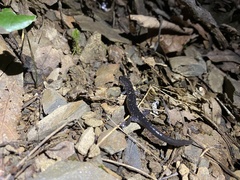 Plethodon wehrlei