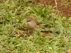 Certhiaxis cinnamomeus