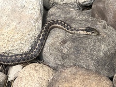Serpentes