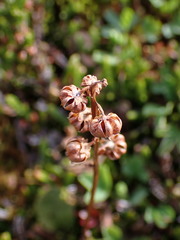 Pyrola chlorantha