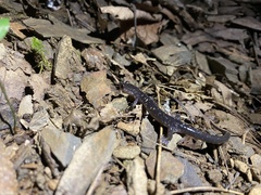 Plethodon wehrlei