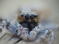 Menemerus semilimbatus