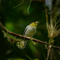 Pachyramphus versicolor