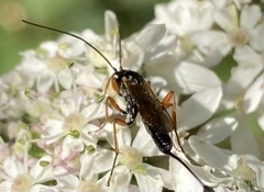 Ichneumonidae