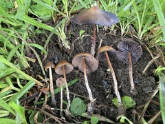 Psilocybe subtropicalis