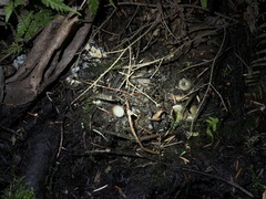 Humaria hemisphaerica