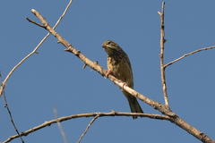 Emberiza hortulana