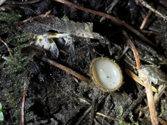 Humaria hemisphaerica