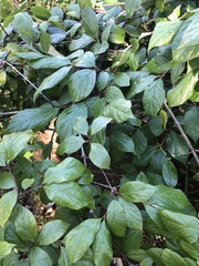 Calycanthus floridus