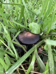 Psilocybe subtropicalis