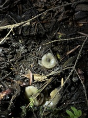 Humaria hemisphaerica