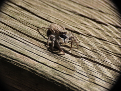 Menemerus semilimbatus