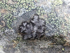 Umbilicaria cylindrica
