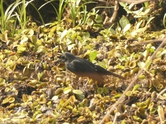 Agelasticus cyanopus