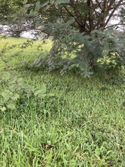 Psilocybe subtropicalis