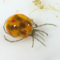 Hydrachnidia