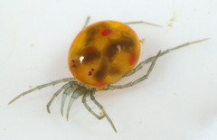 Hydrachnidia