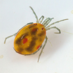 Hydrachnidia