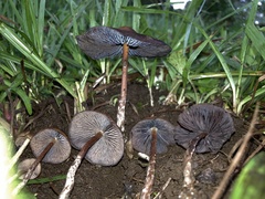Psilocybe subtropicalis