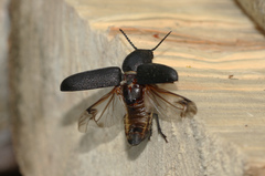 Spondylis buprestoides