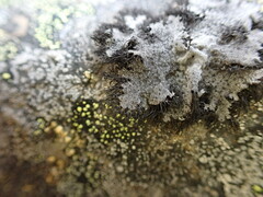 Umbilicaria cylindrica