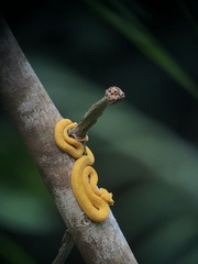 Bothriechis schlegelii