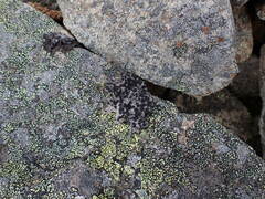 Umbilicaria cylindrica