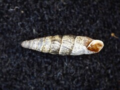 Clausiliidae