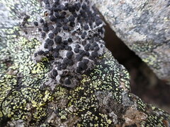 Umbilicaria cylindrica