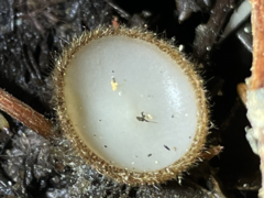 Humaria hemisphaerica