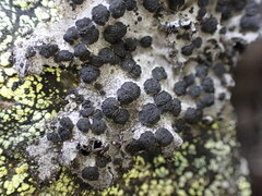 Umbilicaria cylindrica
