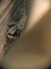 Menemerus semilimbatus