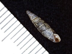 Clausiliidae
