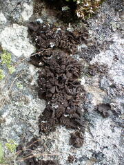 Umbilicaria