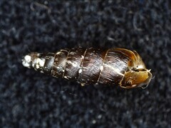Clausiliidae