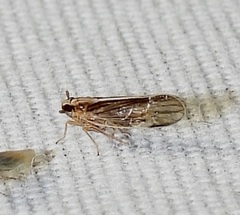 Muellerianella laminalis