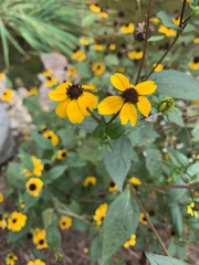 Rudbeckia