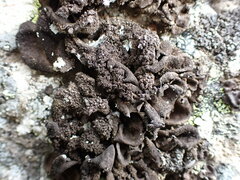 Umbilicaria