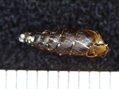 Clausiliidae