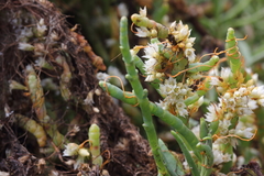 Cuscuta pacifica pacifica